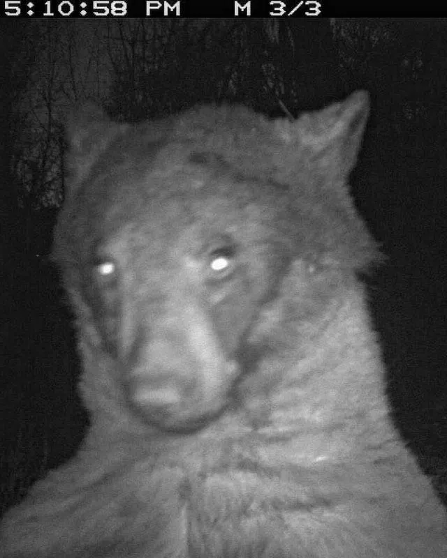 a bear using a city of boulder wildlife camera to take a selfie