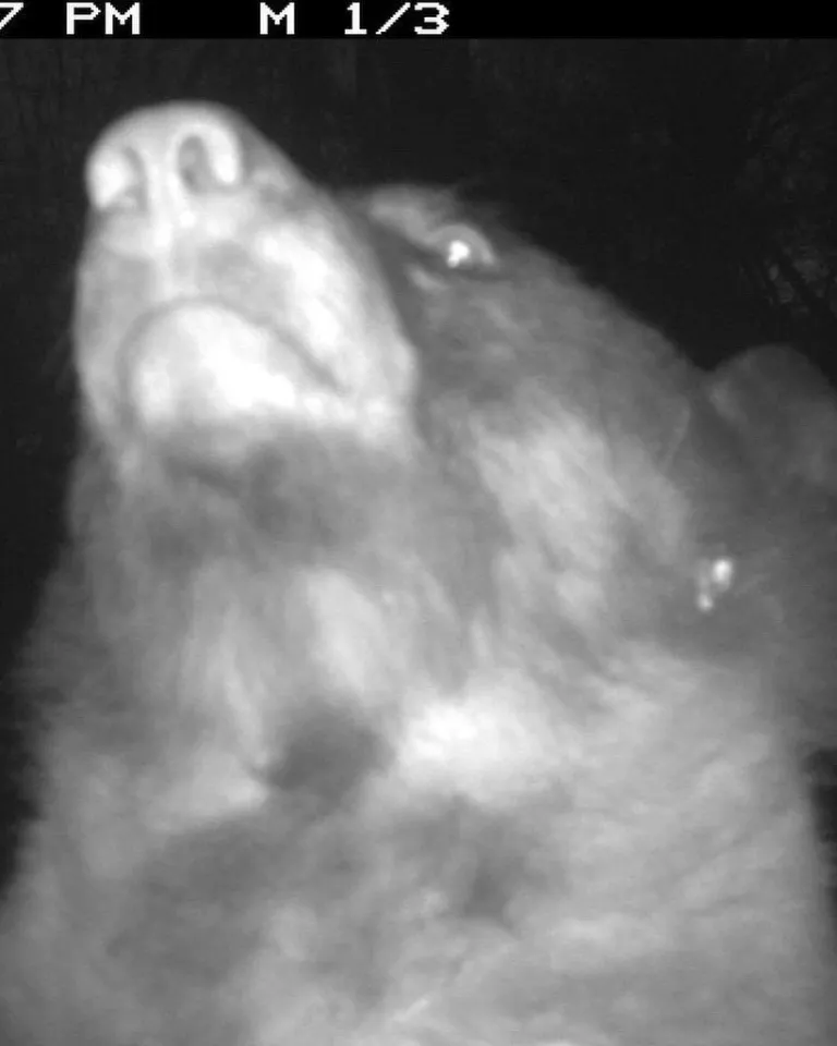 A bear using a city of boulder wildlife camera to take a selfie