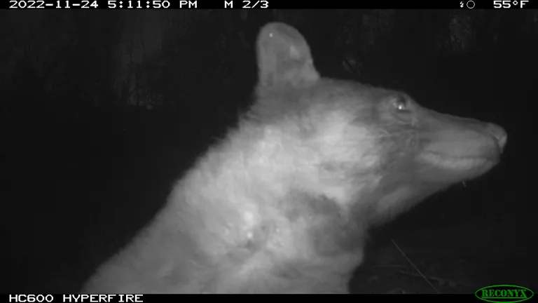 A bear posing for a selfie in front of a City of Boulder wildlife camera