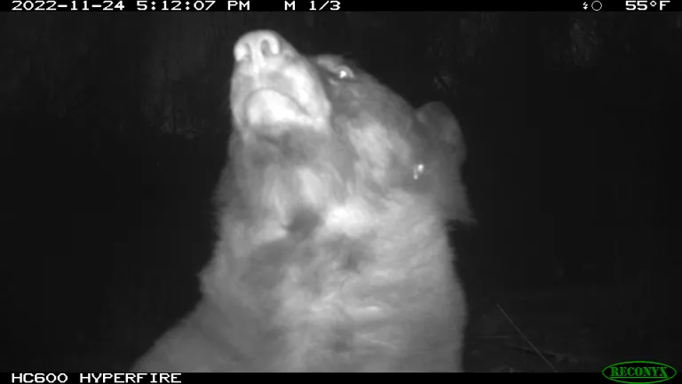 A bear posing for a selfie in front of a City of Boulder wildlife camera