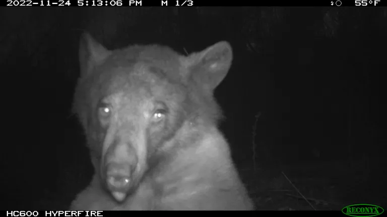 A bear posing for a selfie in front of a City of Boulder wildlife camera