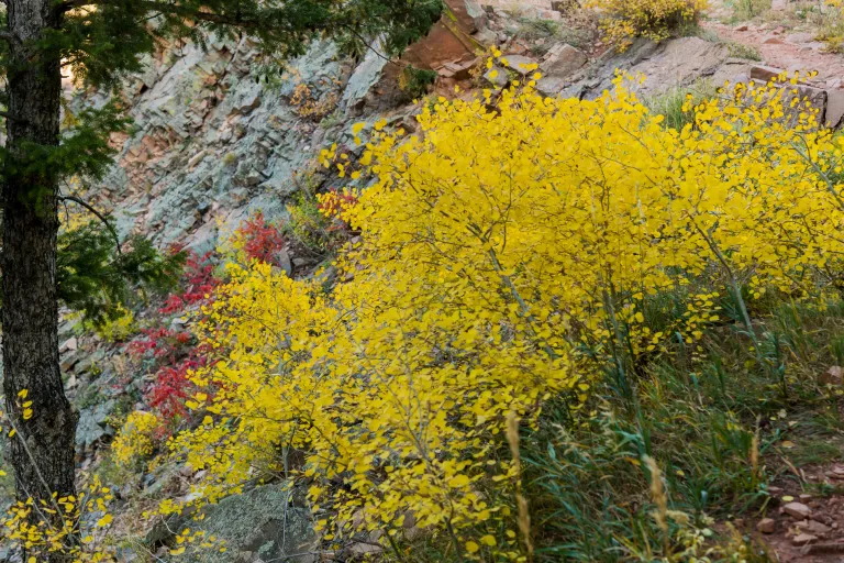 Bright yellow leaves in Bear Canyon in Autumn