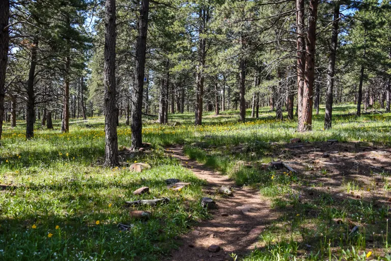 Forest along Goshawk Ridge Trail
