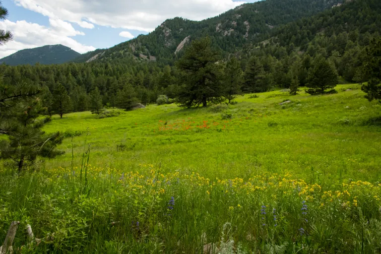 Meadow along Goshawk Ridge Trail