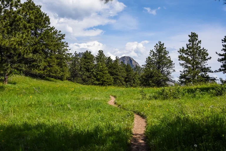 Goshawk Ridge Trail in Spring