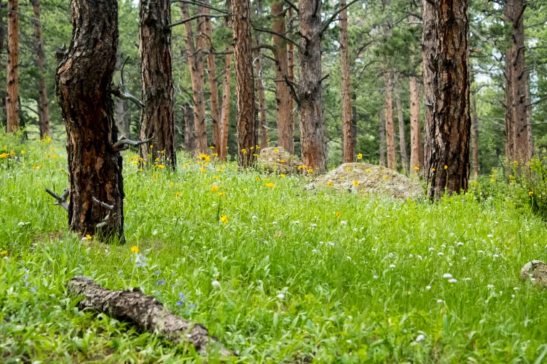 Wildflowers along Goshawk Ridge Trail
