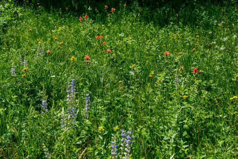 Wildflowers along Goshawk Ridge Trail