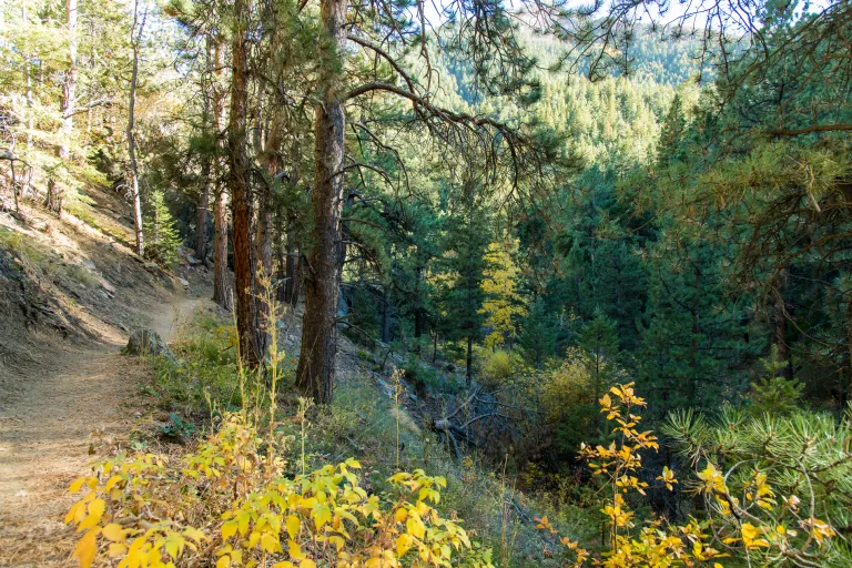 Green Bear Trail in Autumn