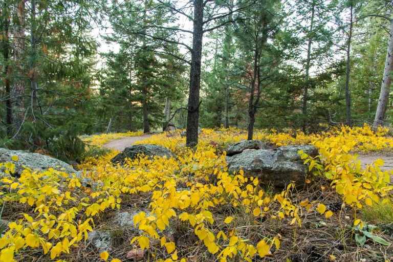 Shanahan North Trail in Autumn