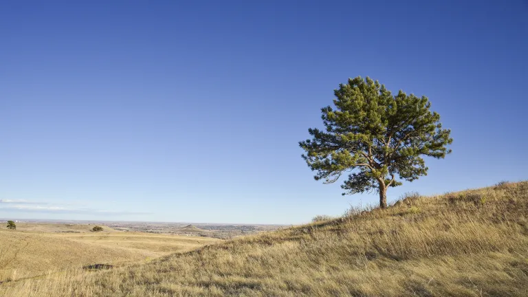 Tree near Joder Ranch Trail north of Boulder
