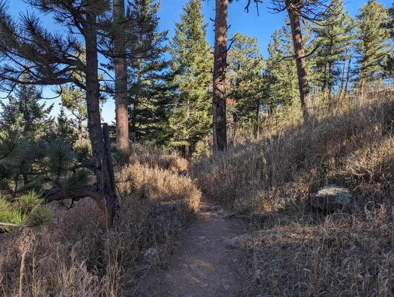Upper McClintock - a narrow dirt trail through vegetation and pine trees