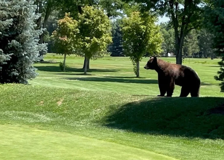 Bear spotted at Flatirons Golf Course