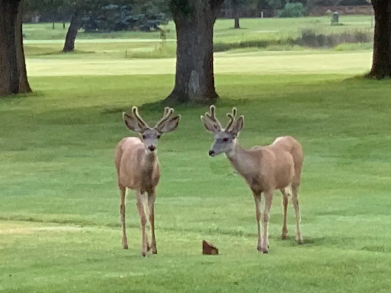 Deer spotted at Flatirons Golf Course