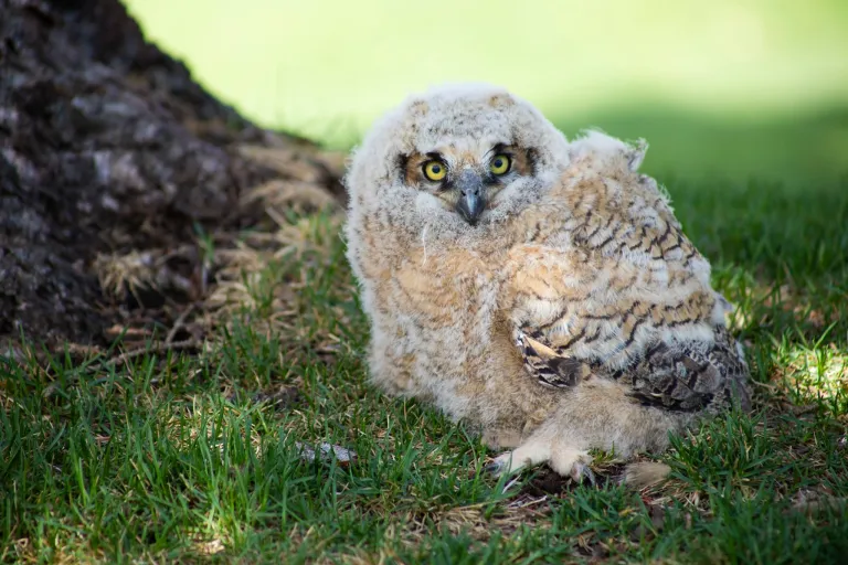 Great horned owlet near its nest at Flatirons Golf Course