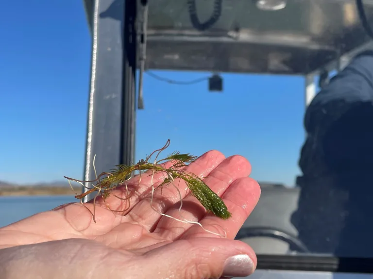 Eurasian Watermilfoil in someone's hand
