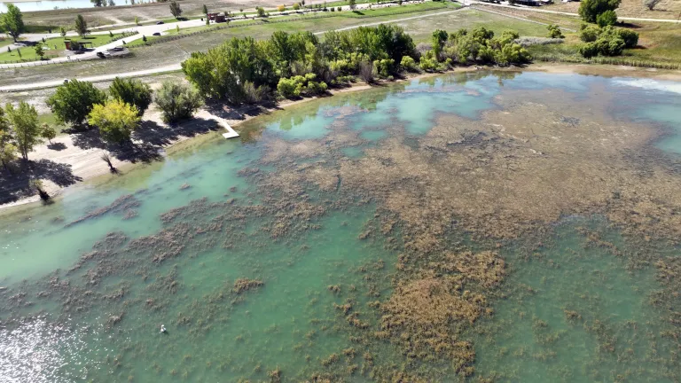 Eurasian Watermilfoil in the Boulder Reservoir as seen from a drone