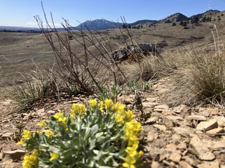 A Bell's Twinpod plant with yellow flowers near the North Sky Trail