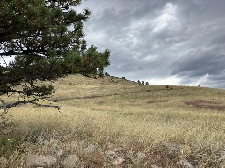 A pine tree in the foreground with grasslands and cloudy sky in the background