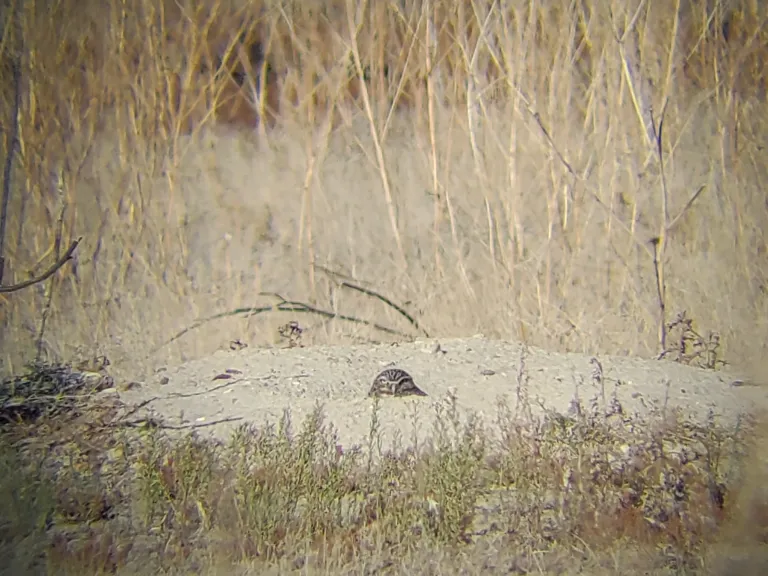 A burrowing owl head just visible over the burrow edge