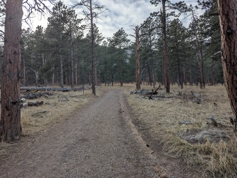 Enchanted Mesa Trail, a wide, gravel path through tall pine trees.