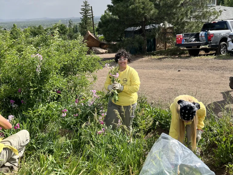 Junior rangers pull invasive weeds by the Chautauqua trailhead 