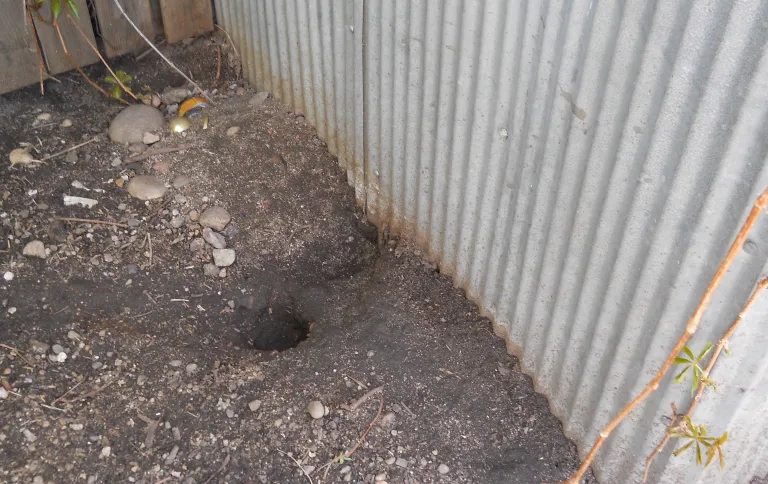Photograph of an active rat burrow next to a shed