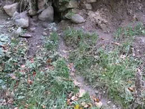 A smooth narrow, bare path through grass that is made by rats using the same route - a sign of rat activity. 