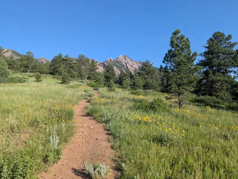 Flowers along Homestead Trail in early summer.