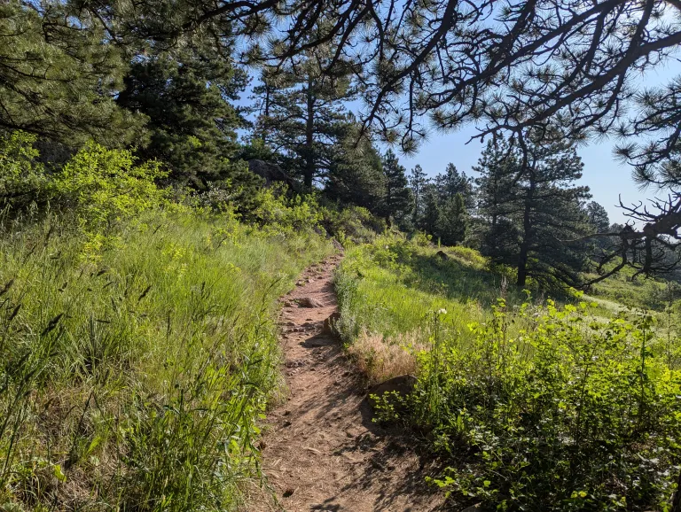 Bright green vegetation along Homestead Trail in early summer.