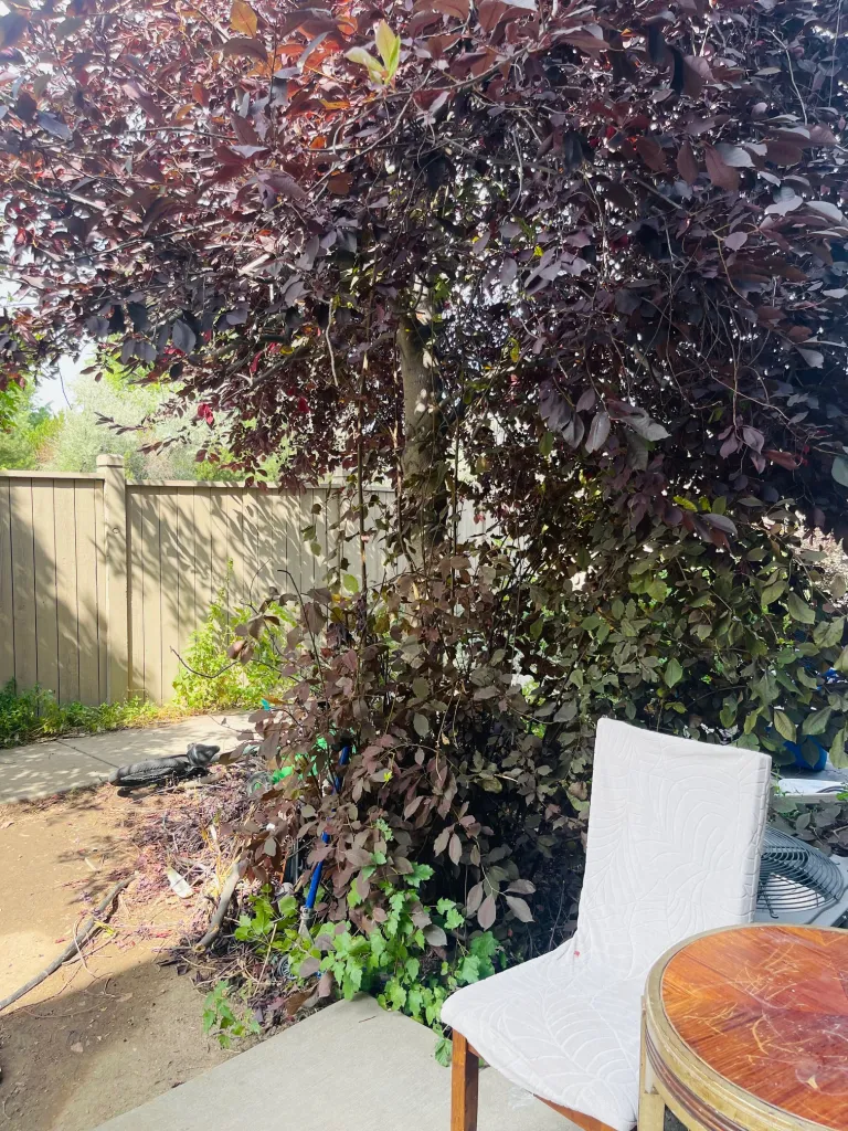 4573 Sunnyside Patio area