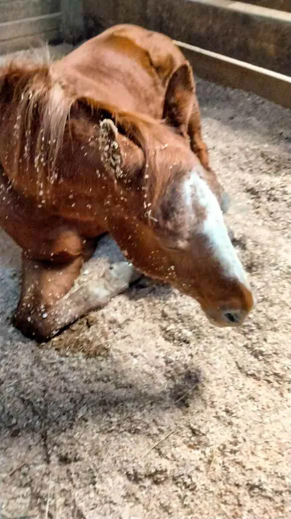 Horse laying down in a barn. 