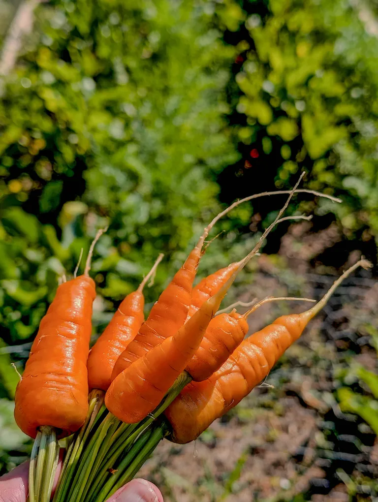 A bunch of freshly picked carrots.