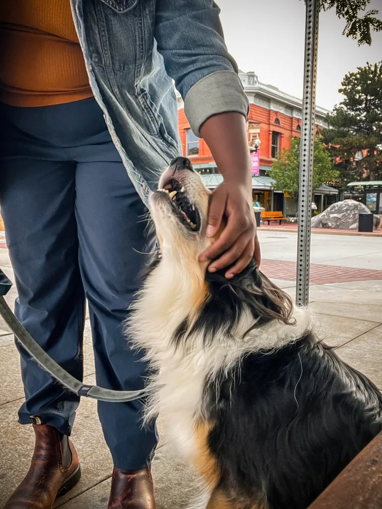 Participant pets a dog. 