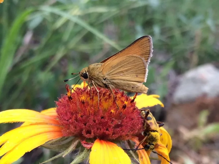 Burnt orange colored butterfly on the center of a yellow flower
