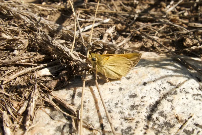 Yellow butterfly on a brown stick next to a light colored rock