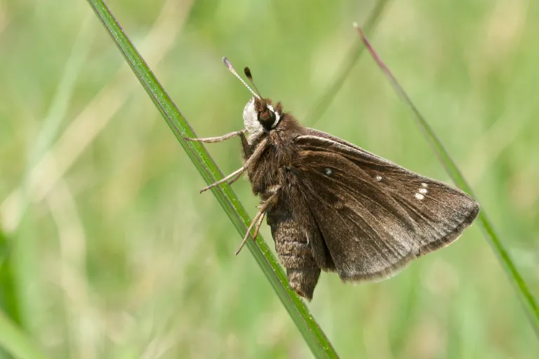 Small brown butterfly on a green grass stalk