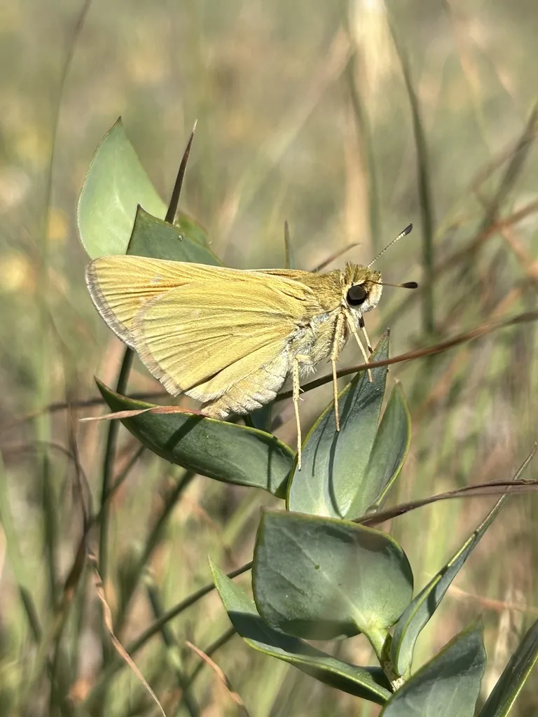 Soft yellow butterfly on a green plant