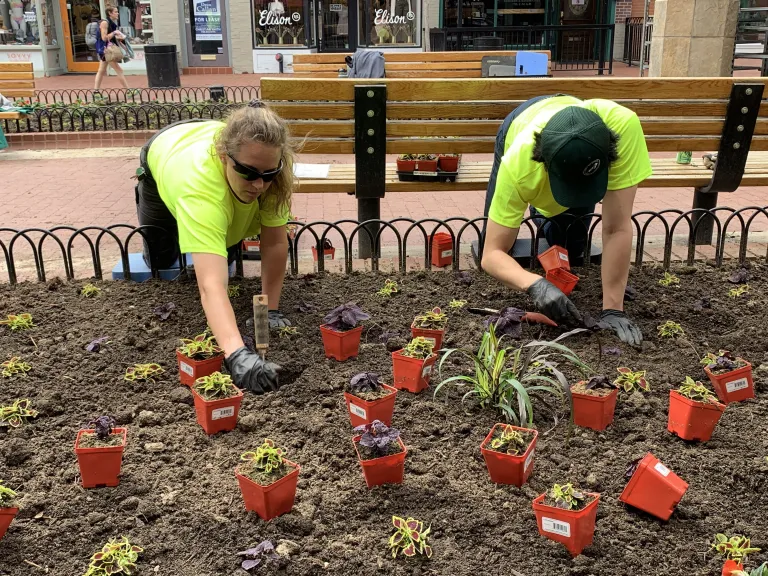 City staff planting flowers in the planters downtown on Pearl Street