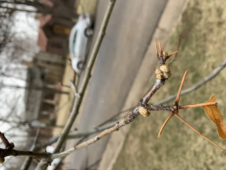 Drippy on an oak tree