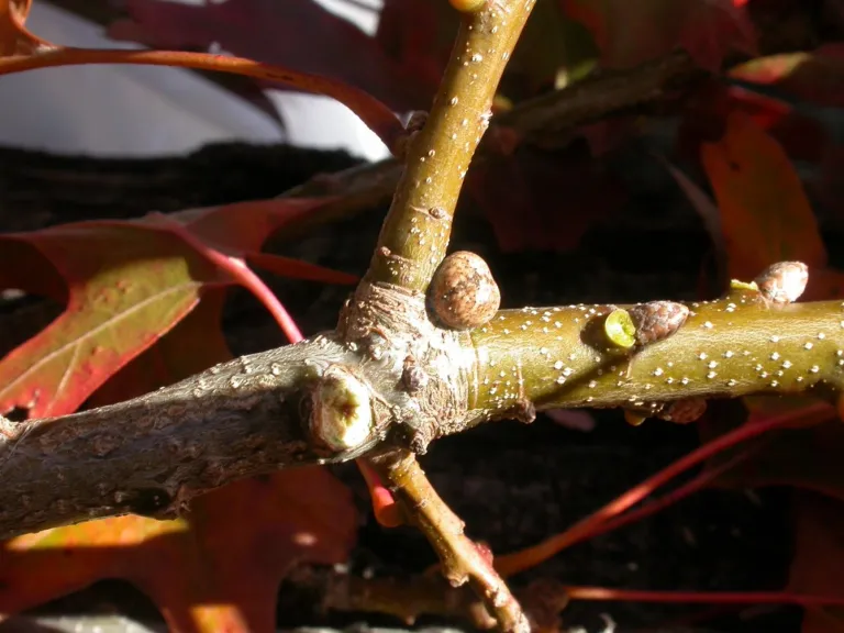 Kermes scale (Allokermes sp.)