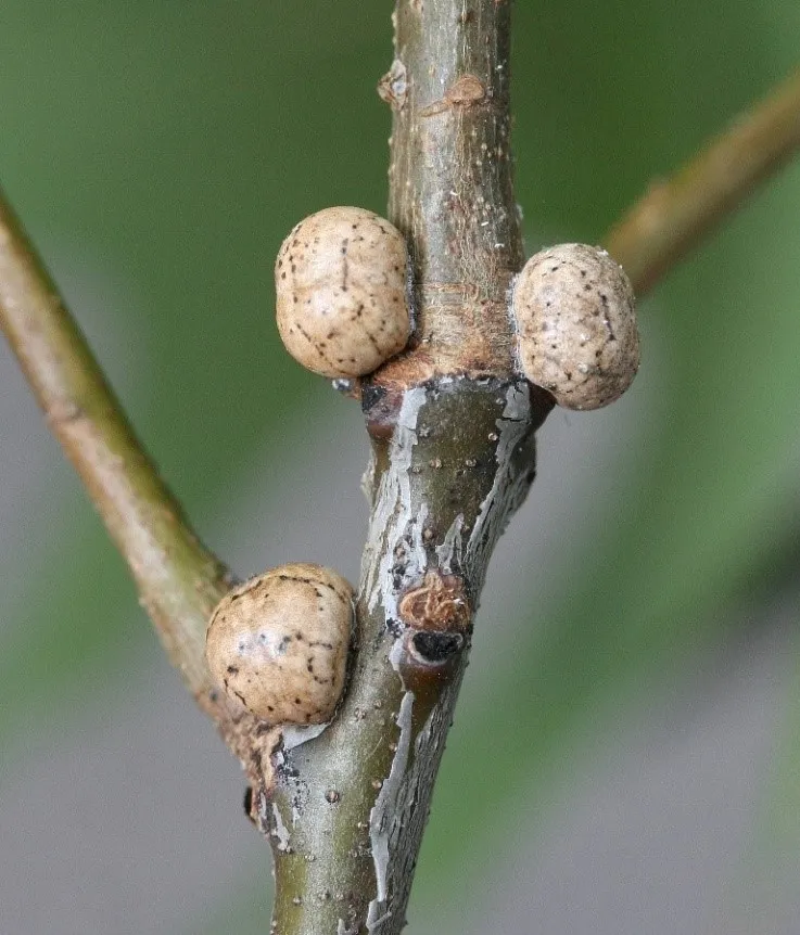 Kermes scale (Allokermes sp.)