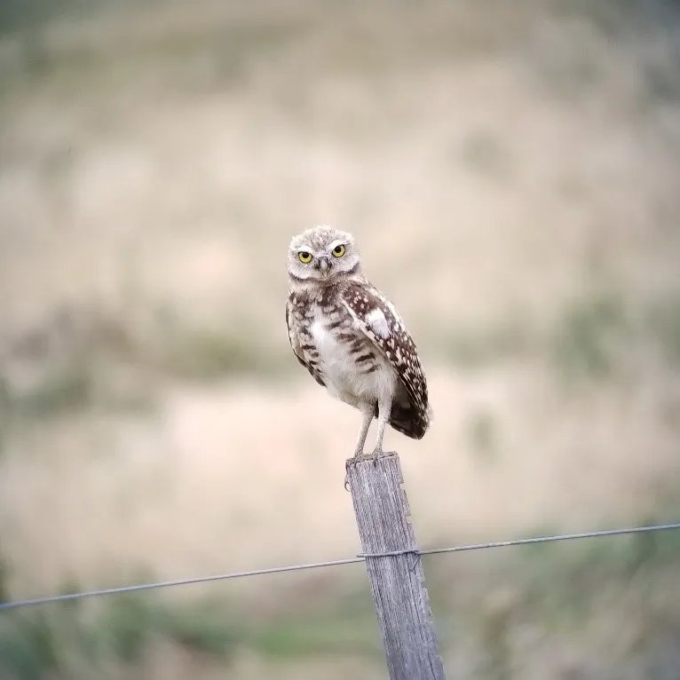 Small owl perched on a fence post