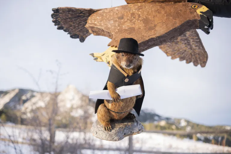 stuffed marmot being carried by a fake golden eagle