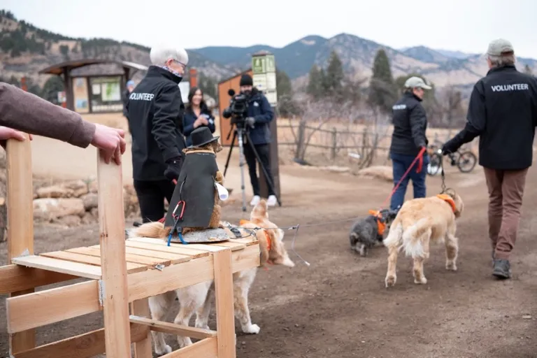 Volunteers walking dogs who are pulling a sled carrying a stuffed marmot