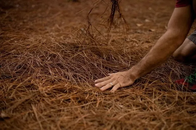 Pine needle mulch.