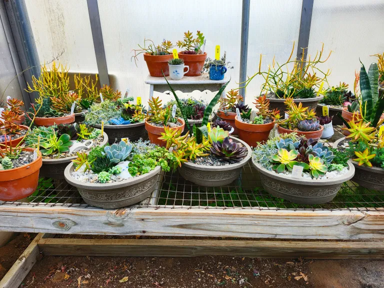 Succulent Pot Garden