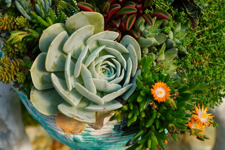 Close up of succulent pot