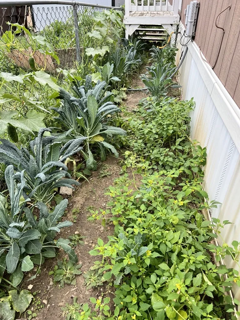 Vegetables grown in tight spaces