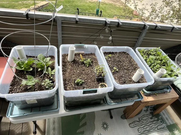 Passively watered balcony veggie garden