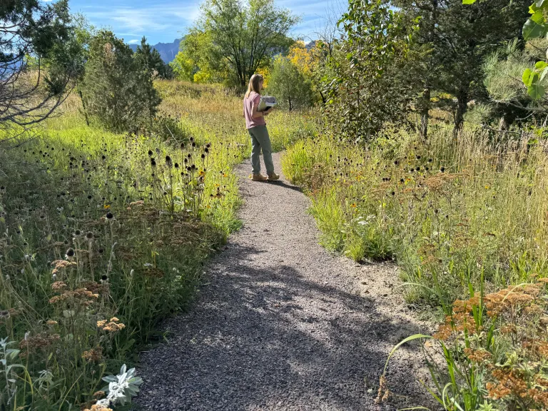 A seeded meadow and path created by Marpa and Birch Ecology 